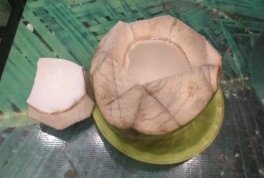 MENJAGA IMUN TUBUH DENGAN KELAPA IJO